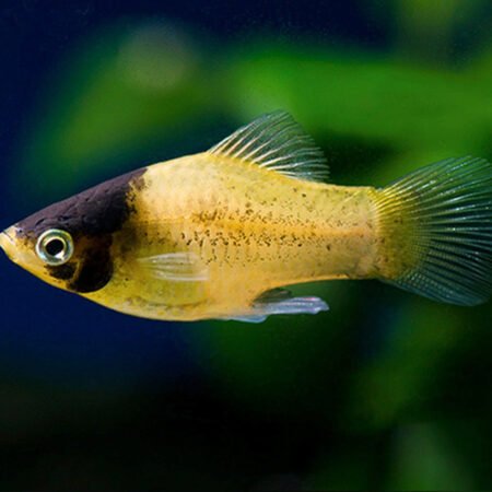 6 X Bumble Bee Platy – Xiphophorus maculatus