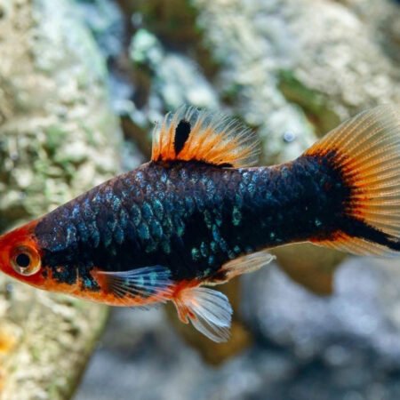 6 X Red Parrot Platy – Xiphophorus maculatus