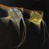 Santa Izabel Angelfish – Pterophyllum scalare 2 Santa Izabel Angelfish – Pterophyllum scalare