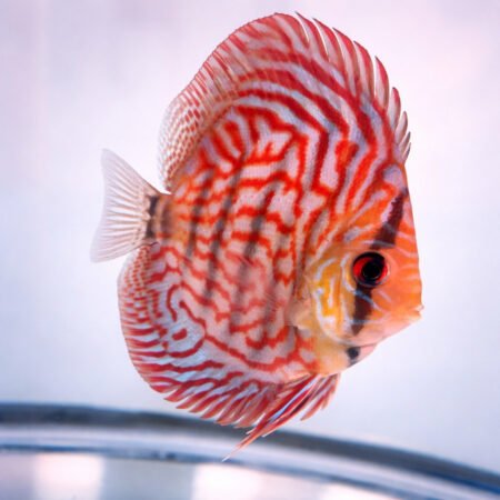 Red Turquoise High Body Discus – Symphysodon