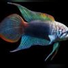 Chinese Paradise Fish – Macropodus chinensis 1 Chinese Paradise Fish – Macropodus chinensis