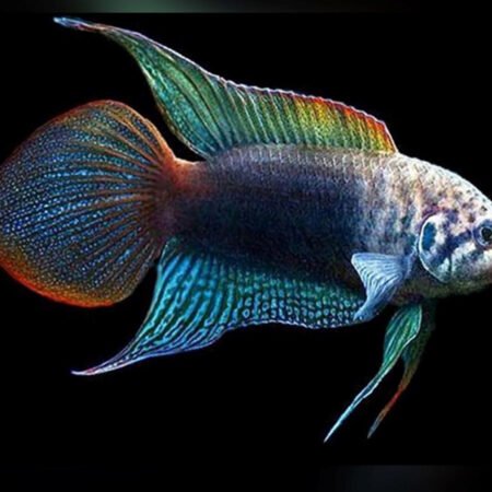 Chinese Paradise Fish – Macropodus chinensis