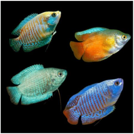 PAIR Neon Dwarf Gourami Female Mix – Colisa lalia