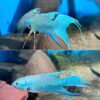 Royal Blue Paradise Fish – Macropodus spechti 1 Royal Blue Paradise Fish – Macropodus spechti