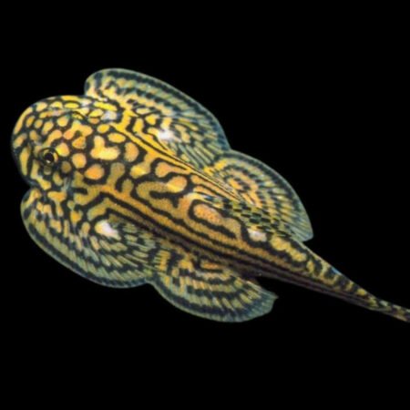 Marbled Hillstream Loach – Sewellia marmorata