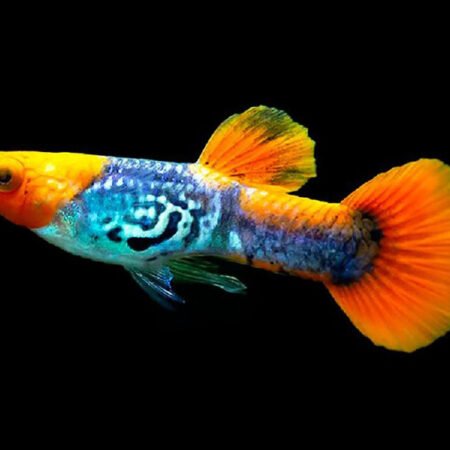Red Cap Guppy Male – Poecilia reticulata