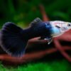 Tuxedo Black Guppy Male – Poecilia reticulata 1 Tuxedo Black Guppy Male – Poecilia reticulata