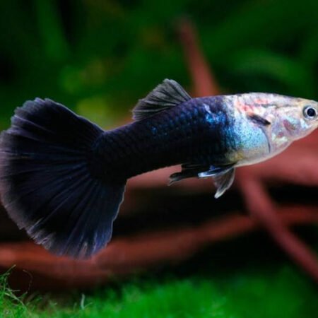 Tuxedo Black Guppy Male – Poecilia reticulata