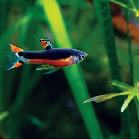 PAIR Santa Maria Endler Guppy – Poecilia wingei