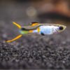 PAIR El Silverado Endler Guppy – Poecilia wingei 2 PAIR El Silverado Endler Guppy – Poecilia wingei