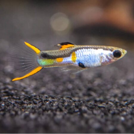 PAIR El Silverado Endler Guppy – Poecilia wingei