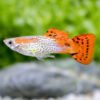 Red Cobra Guppy Male – Poecilia reticulata 1 Red Cobra Guppy Male – Poecilia reticulata