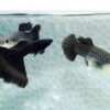 PAIR Moscow Black Guppy – Poecilia reticulata 2 PAIR Moscow Black Guppy – Poecilia reticulata