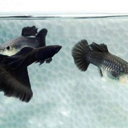 PAIR Moscow Black Guppy – Poecilia reticulata
