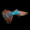 Rainbow Guppy Male – Poecilia reticulata 2 Rainbow Guppy Male – Poecilia reticulata