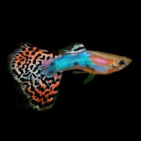 Rainbow Guppy Male – Poecilia reticulata