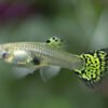 Green Cobra Female Guppy – Poecilia reticulata 2 Green Cobra Female Guppy – Poecilia reticulata