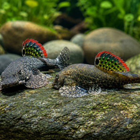 Myer’s Hillstream Loach – Pseudogastromyzon myersi