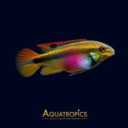 African dwarf cichlids