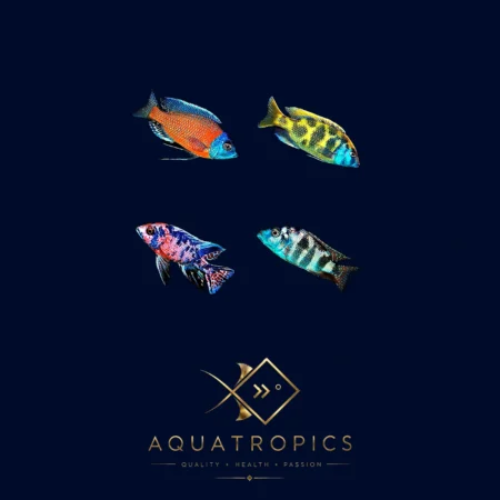 Randomly Selected (Amazing Tropical Fish), colourful Lake Malawi African cichlid
