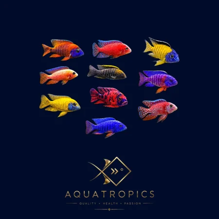 6 X Assorted Aulonocara Peacock Cichlids, colourful cichlid from the Aquatropics Lake Malawi collection