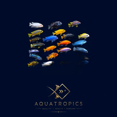 6 X Assorted Malawi Cichlids, colourful cichlid from the Aquatropics Lake Malawi collection
