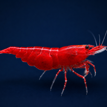Shrimp