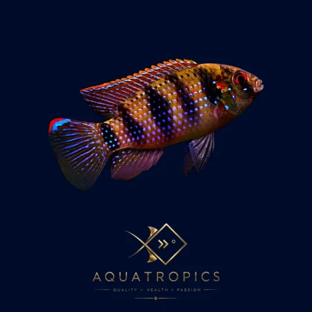 African Butterfly Cichlid (Anomalochromis thomasi), colourful African dwarf cichlid