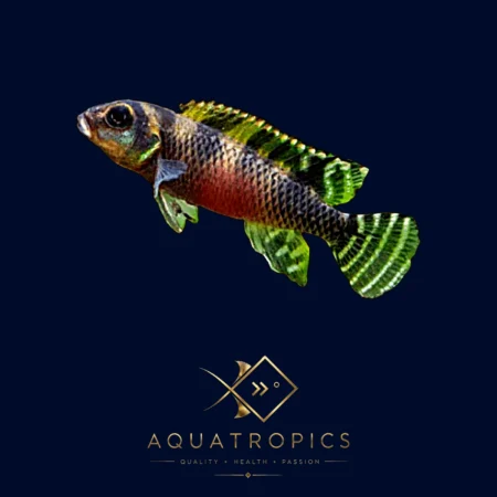 African Transvestite Dwarf Cichlid (Nanochromis transvestitus), colourful African dwarf cichlid