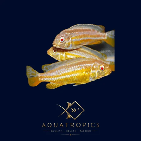 Albino Golden Mbuna Cichlid (Melanochromis Auratus 'Albino'), colourful Lake Malawi African cichlid