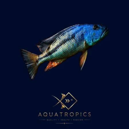 Cuthbert Christy'S Malawi Cichlid (Aristochromis Christyi), colourful Lake Malawi African cichlid