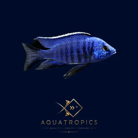 Azureus Peacock Cichlid (Copadichromis azureus), colourful Lake Malawi African cichlid