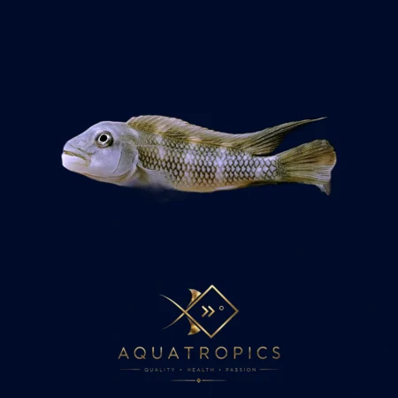 Blackspot-Hump Cichlid (Steatocranus gibbiceps), distinctive African dwarf cichlid