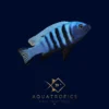 Blue Gold Mbuna Cichlid (Pseudotropheus kingsizei 'Blue Gold'), colourful Lake Malawi African cichlid