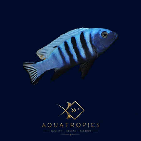 Blue Gold Mbuna Cichlid (Pseudotropheus kingsizei 'Blue Gold'), colourful Lake Malawi African cichlid