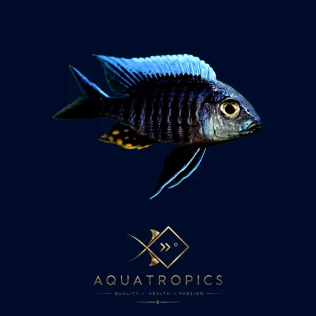 Blue Orchid Peacock Cichlid (Aulonocara kandeense), colourful Lake Malawi African cichlid
