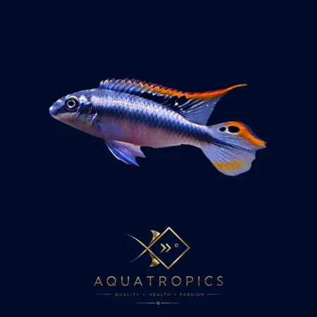 Blue Rainbow Kribensis (Pelvicachromis pulcher “Blue”), colourful African dwarf cichlid