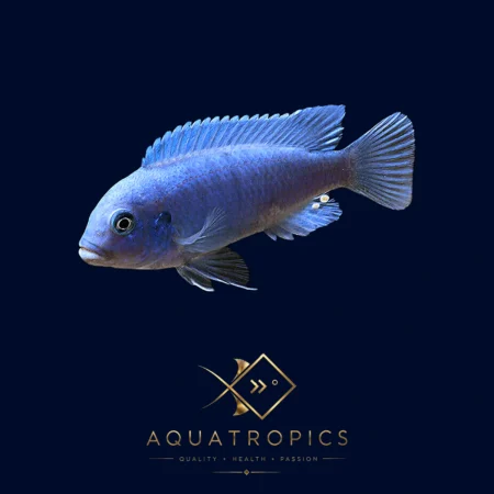 Blue Zebra Mbuna Cichlid (Maylandia Zebra 'Blue + Blue'), colourful Lake Malawi African cichlid
