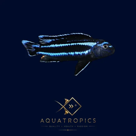 Bluegray Mbuna Cichlid (Pseudotropheus johannii), colourful Lake Malawi African cichlid