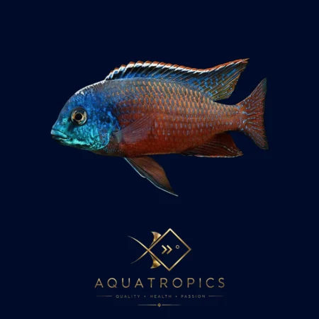 Boadzulu Cichlid (Nyassachromis boadzulu), colourful Lake Malawi African cichlid