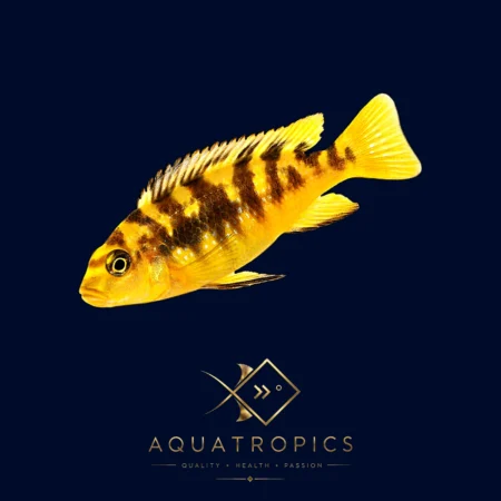 Bumblebee Cichlid (Pseudotropheus crabro), colourful Lake Malawi African cichlid