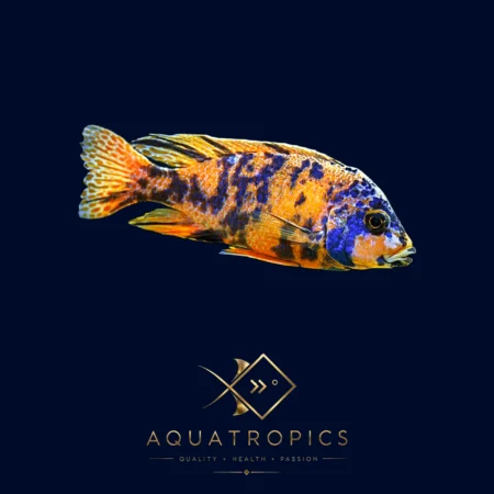 Calico Peacock Cichlid (Aulonocara Sp. Calico), colourful Lake Malawi African cichlid