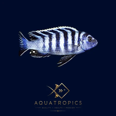 Chimate Dogtooth Cichlid (Cynotilapia afra 'Chimate'), colourful Lake Malawi African cichlid