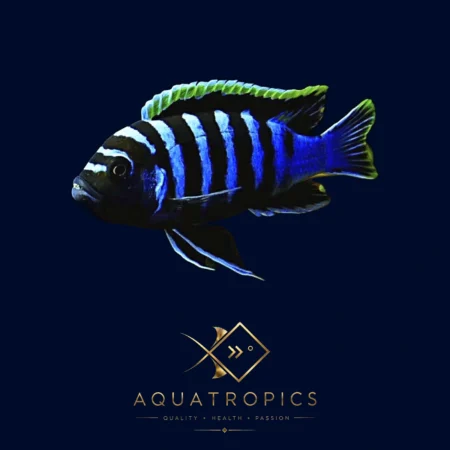 Chimate Afra Cichlid (Cynotilapia afra), colourful Lake Malawi African cichlid