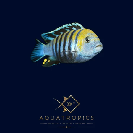Cobue Dogtooth Cichlid (Cynotilapia afra 'Cobue'), colourful Lake Malawi African cichlid