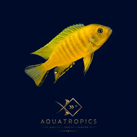 Doctor'S Daktari Cichlid (Pseudotropheus Daktari), colourful Lake Malawi African cichlid