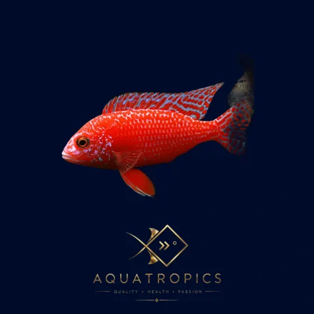 Dragon Blood Peacock Cichlid (Aulonocara sp. 'Firefish'), colourful Lake Malawi African cichlid