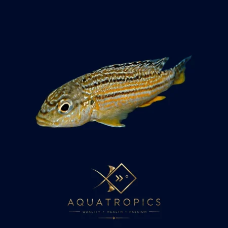 Dwarf Golden Mbuna Cichlid (Melanochromis Sp. Auratus Dwarf), colourful Lake Malawi African cichlid
