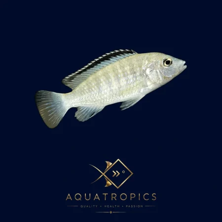 Electric White Cichlid (Labidochromis Caeruleus 'White'), colourful Lake Malawi African cichlid