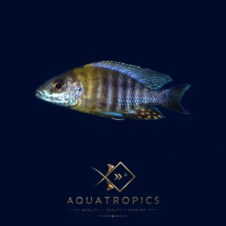 Ethelwynn'S Peacock Cichlid (Aulonocara Ethelwynnae), colourful Lake Malawi African cichlid